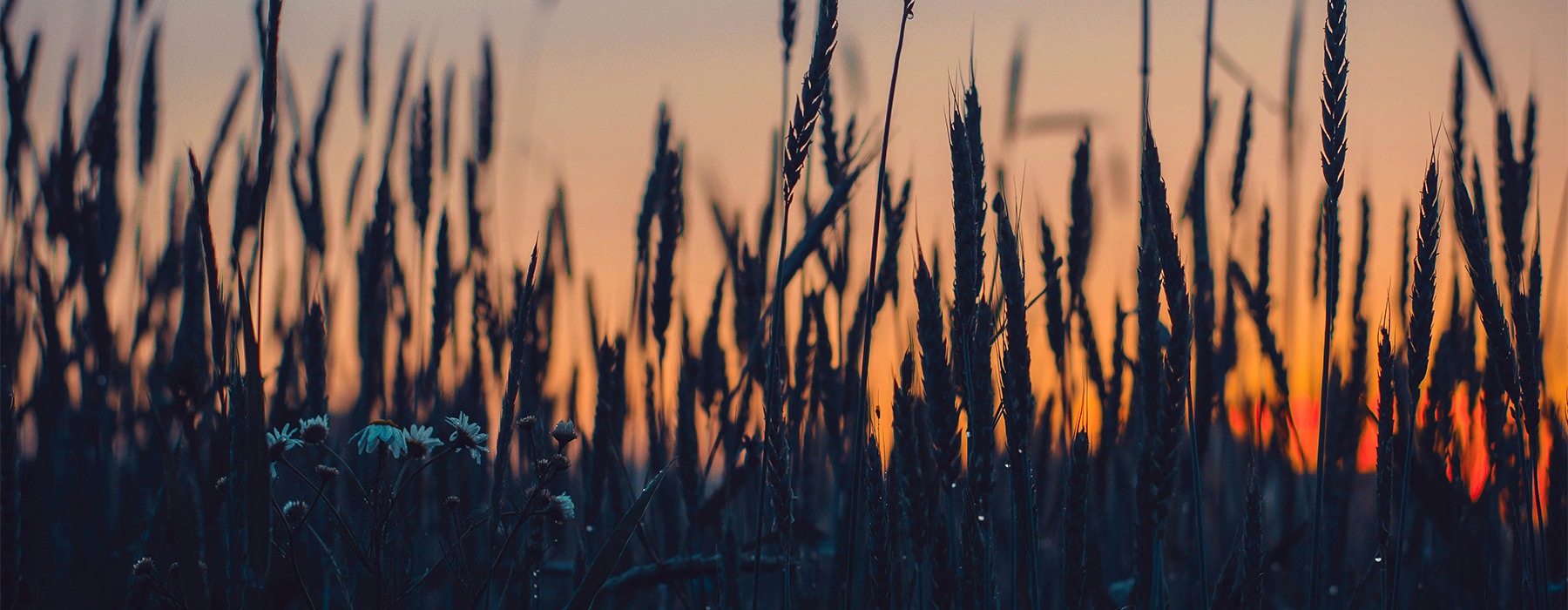 field of tall wheat at dusk